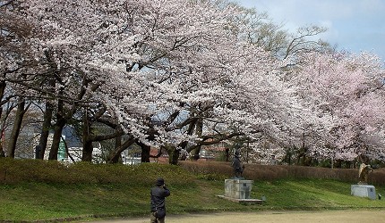 北陸自由行北陸賞櫻夜櫻櫻花祭櫻花季石川縣富山縣福井縣新潟縣金澤石川門金澤城兼六園能登鹿島站足羽川櫻並木高岡古城公園高田公園